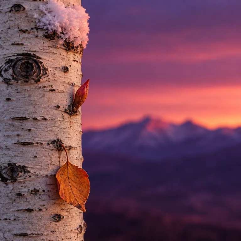 Best Time to Visit Aspen: How Seasons Shape Your Hotel Choice